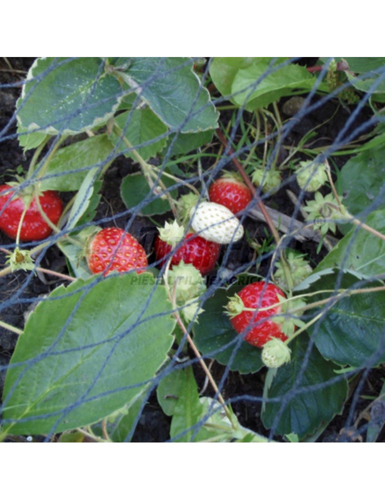 Plasa pentru gradina